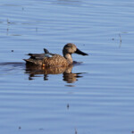 Canard de Smith (Gamtoos)