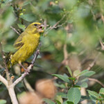 Brimstone canary - Serin soufré - Big tree - Wilderness