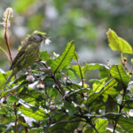 Serin forestier - Big tree - Wilderness