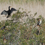Cormoran africain - Ebb and flow - Wilderness