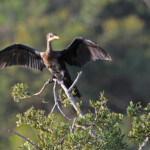 Cormoran africain - Ebb and flow - Wilderness