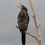 Cormoran africain - Langvlei - Wilderness