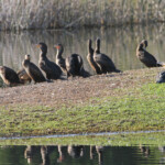 Cormorans du cap, africain et à poitrine blanche - Wilderness
