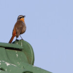 Cossyphe du Cap - Tsitsikamma