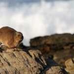 Daman des rochers - Tsitsikamma