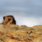Daman des rochers - Tsitsikamma
