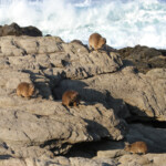 Daman des rochers - Tsitsikamma