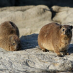 Daman des rochers - Tsitsikamma