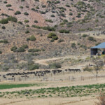 Ferme à autruches près de Prince-Albert