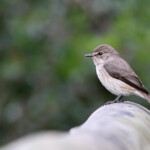 Gobemouche sombre - Wilderness