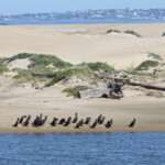 Reposoir de cormorans, Gamtoos