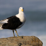 Goéland dominicain - Tsitsikamma