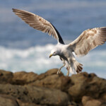 Goéland dominicain - Tsitsikamma