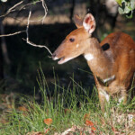 Guib harnaché - Tsitsikamma