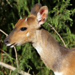 Guib harnaché - Tsitsikamma