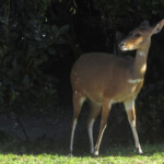 Guib harnaché - Tsitsikamma