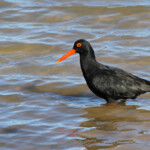 Huîtrier de Moquin (Gamtoos)