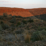 Karoo