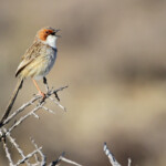 Prinia à joues rousses - Karoo