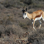 Springbok - Karoo