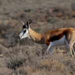 Springbok - Karoo