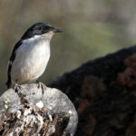 Gobemouche fiscal - Karoo