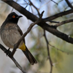 Bulbul brounoir - Karoo