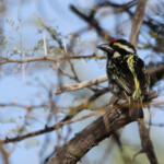Barbican pie (Karoo, Afrique du sud)