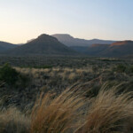 Karoo