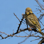 Tisserin à tête rousse - Karoo