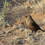 Traquet fourmilier - Karoo