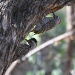 Pic cardinal (Karoo, Afrique du sud)