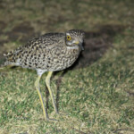 Œdicnème tachard - Karoo