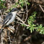 Gobemouche fiscal - Karoo