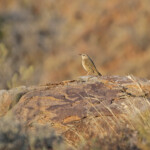 Pipit des rochers - Karoo