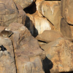 Daman et rufipennes - Karoo