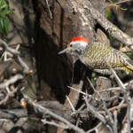 Pic cardinal (Karoo, Afrique du sud)