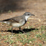 Bergeronnette du Cap - Karoo