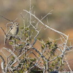 Serin à gorge blanche - Karoo