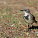 Bergeronnette du Cap - Karoo