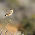 Traquet familier - Karoo