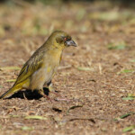 Tisserin à tête rousse - Karoo