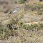 Autour chanteur - Karoo