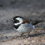 Moineau mélanure - Karoo