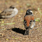 Moineau mélanure - Karoo