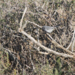 Layard's tit babbler - Parisome de Layard - Karoo