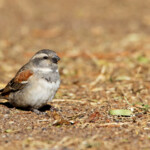 Moineau mélanure - Karoo