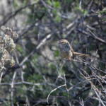 Prinia du Karoo