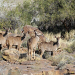 Grand Koudou - Karoo