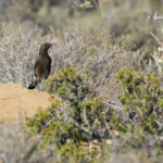 Mountain wheatear - Traquet montagnard (Karoo, Afrique du Sud)